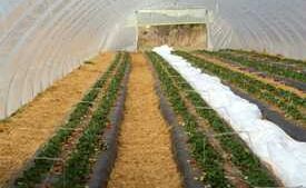 How To Be Successful Using High Tunnels