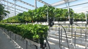Growing Greenhouse Strawberries Can Pay