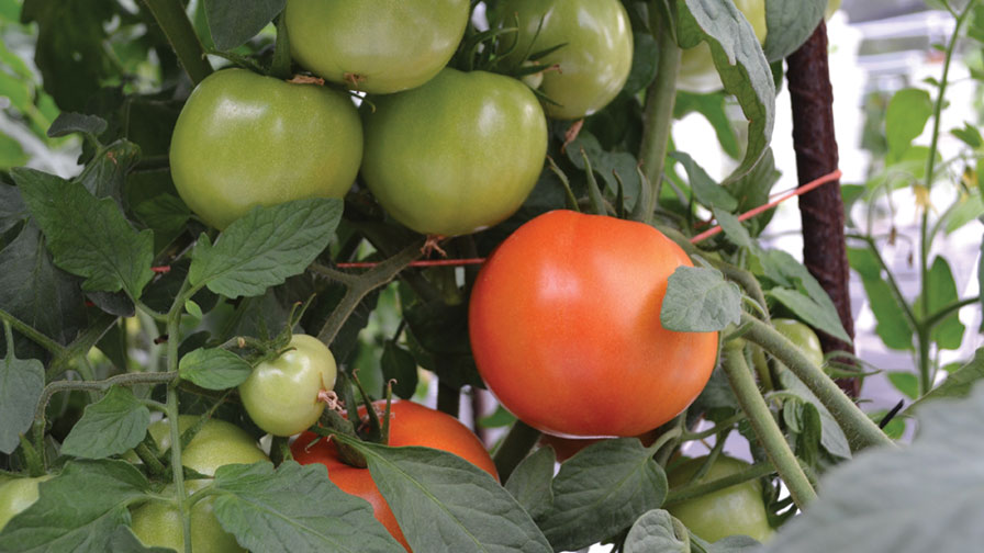 Tomatoes Growing in a High Tunnel.