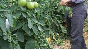 Farm Research Helps New York High Tunnel Tomato Growers With Leaf Mold