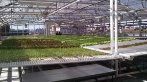 Elements in Designing Efficient Indoor Farms for Optimal Crop Growth