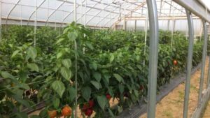 High Tunnel Bell Pepper Trial Highlights Varieties Best Suited For An Unheated Environment