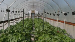 Crop Production High Tunnel iBook Now Available