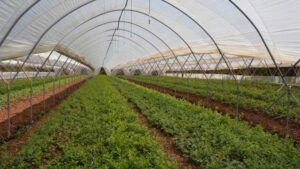 Online Course For Year-Round High Tunnel Production Tactics