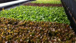 Making The Move To Protected Agriculture