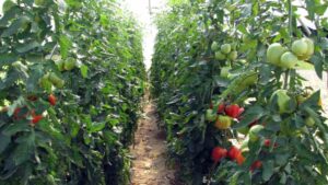 How to Fix Common Tomato Plant Problems